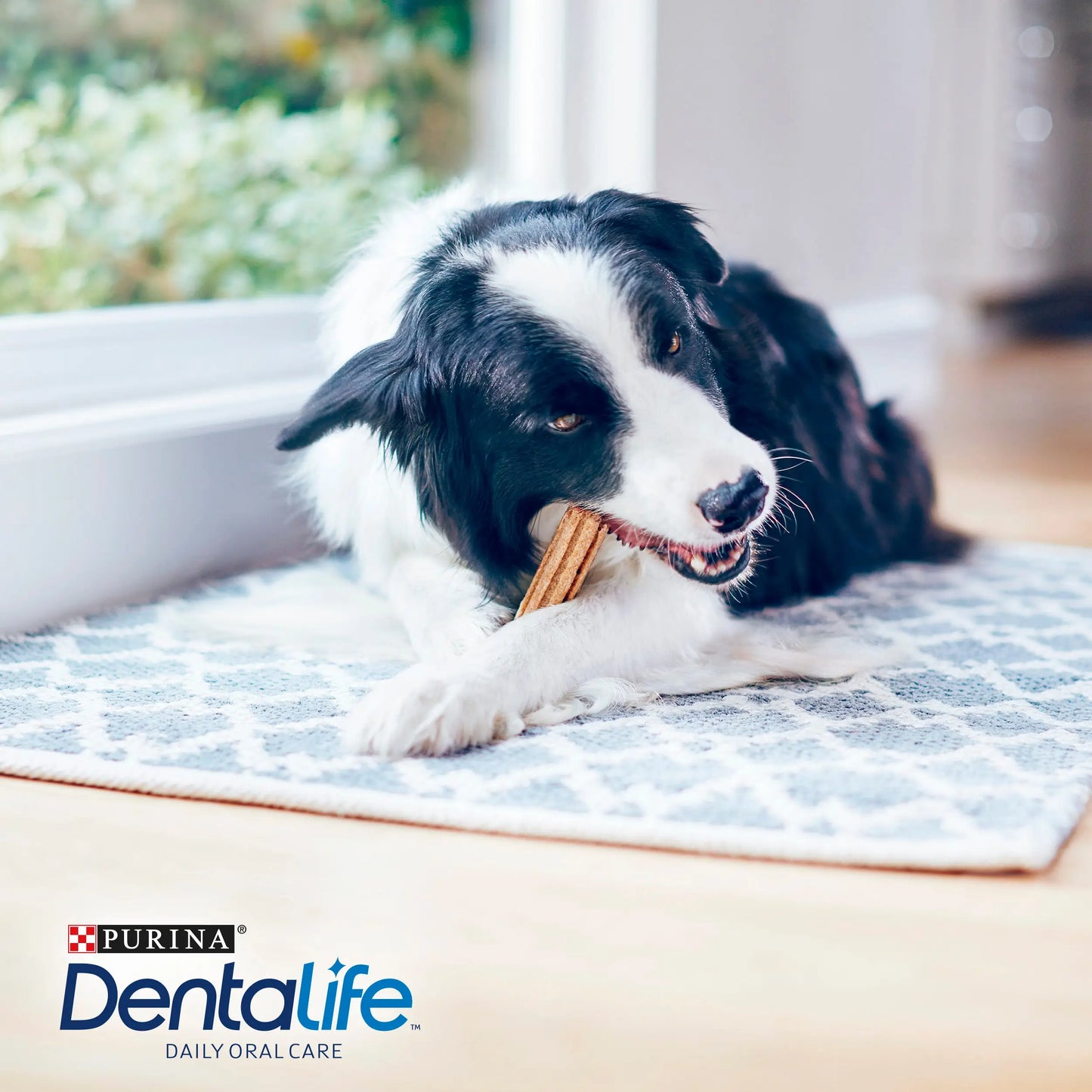 Dentalife Dog Medium 5 Sticks DENTALIFE
