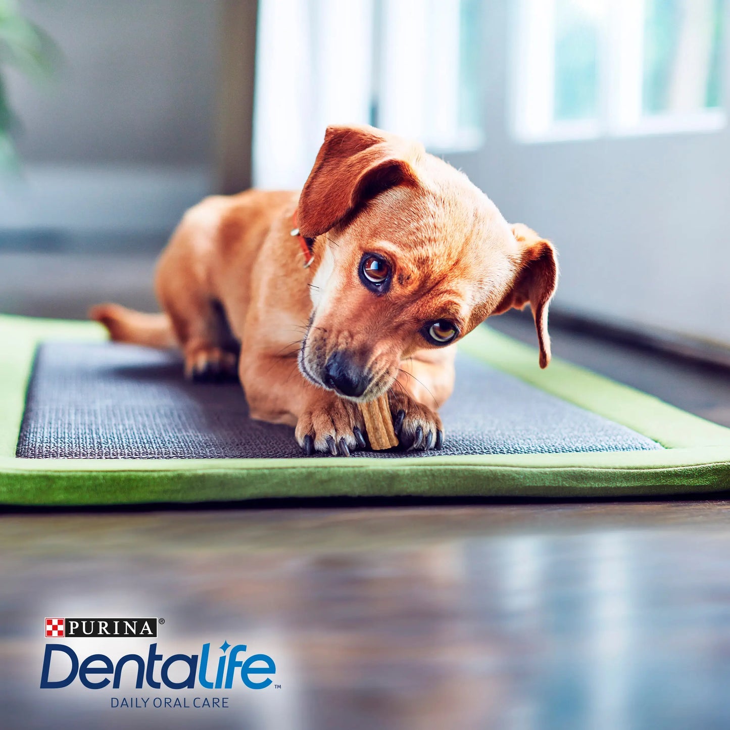 Dentalife Dog Extra Mini 7 Sticks DENTALIFE