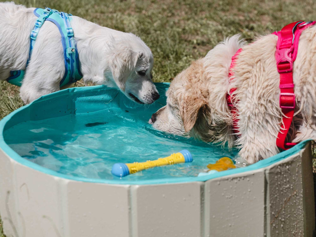 Freedog Piscina Antideslizante para Perros FREEDOG Mascotas-Ávila