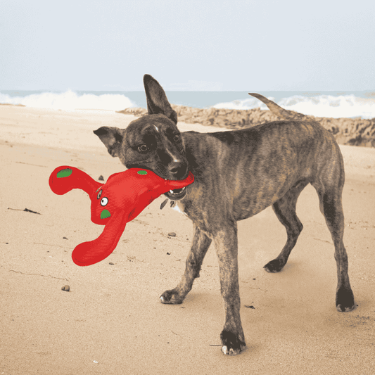 Kong Belly Flops Lobster Juguete para Perros
