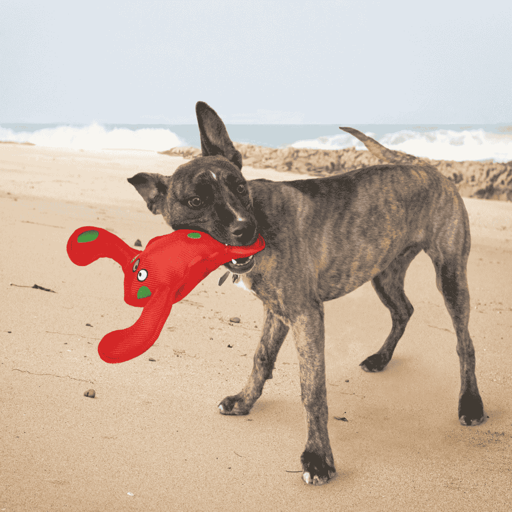 Kong Belly Flops Lobster Juguete para Perros KONG Mascotas-Ávila