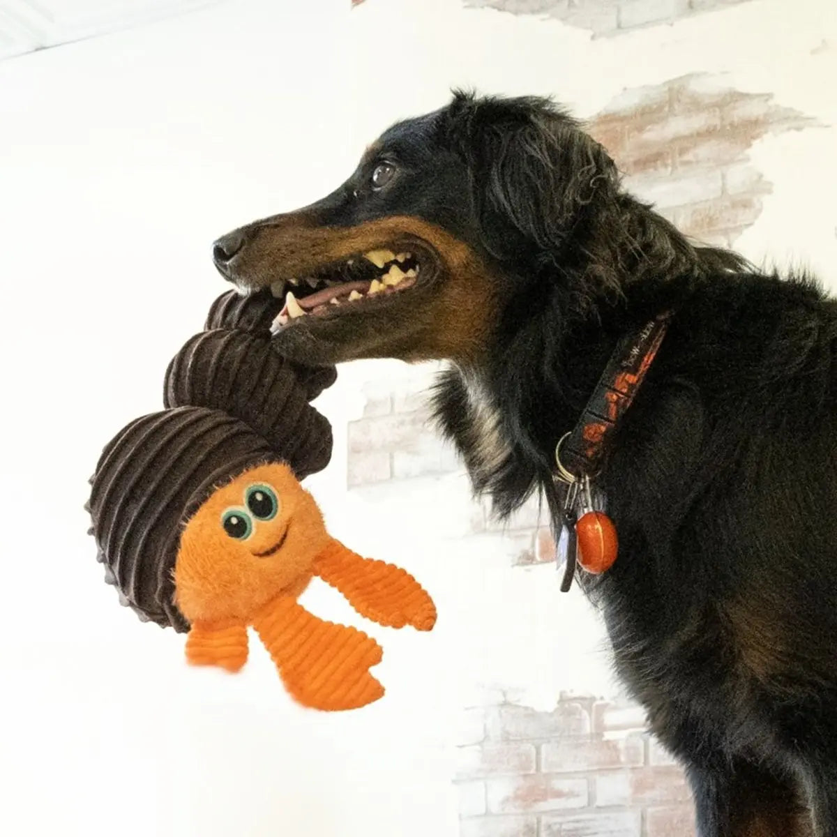 Kong Cuteseas Rufflez Hermit Crab S/M Juguete para Perros KONG Mascotas-Ávila