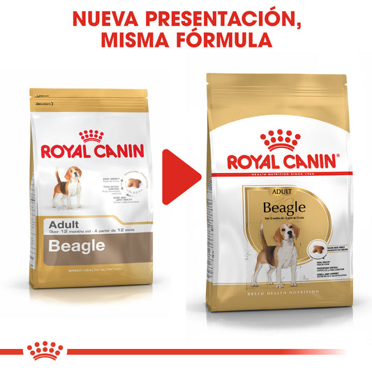 Royal Canin Beagle, Adulto