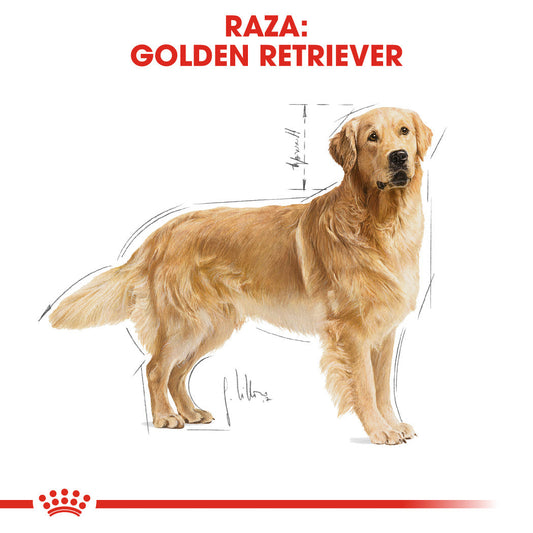 Royal Canin Golden Retriever Pienso para Perros de Raza