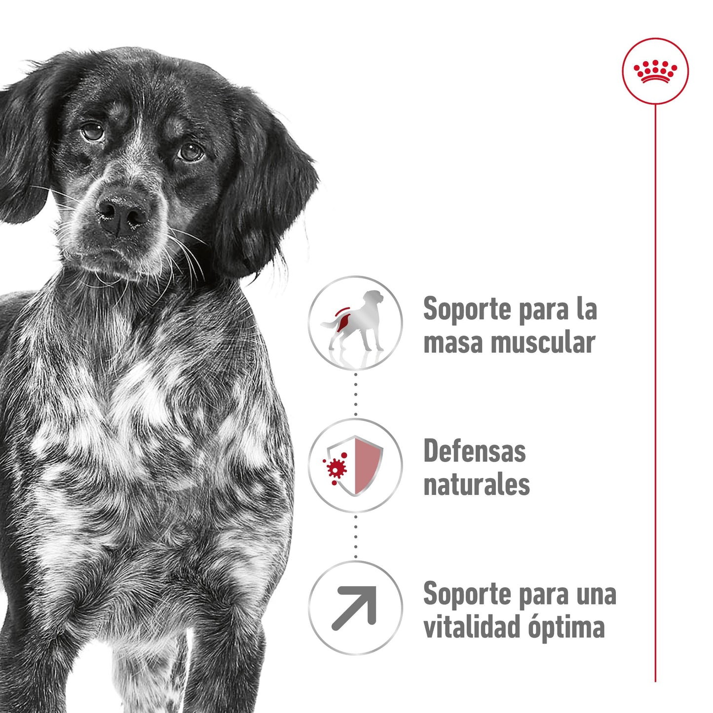 Royal Canin Medium Adult 7+ Pienso para Perros ROYAL CANIN Mascotas-Ávila