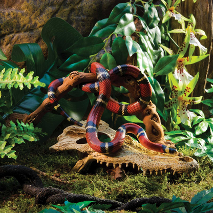 Decoracion Terrarios Exo Terra Cocodrile Skull EXOTERRA Mascotas-Ávila