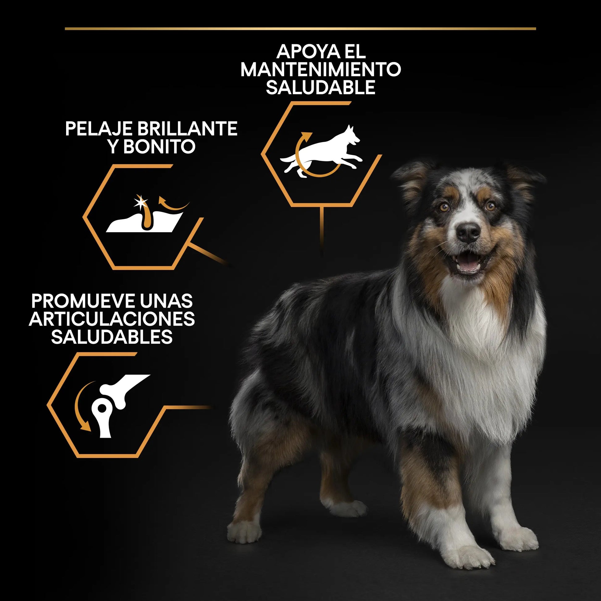 Pro Plan Dog Medium Adult Pollo 3 kg PURINA