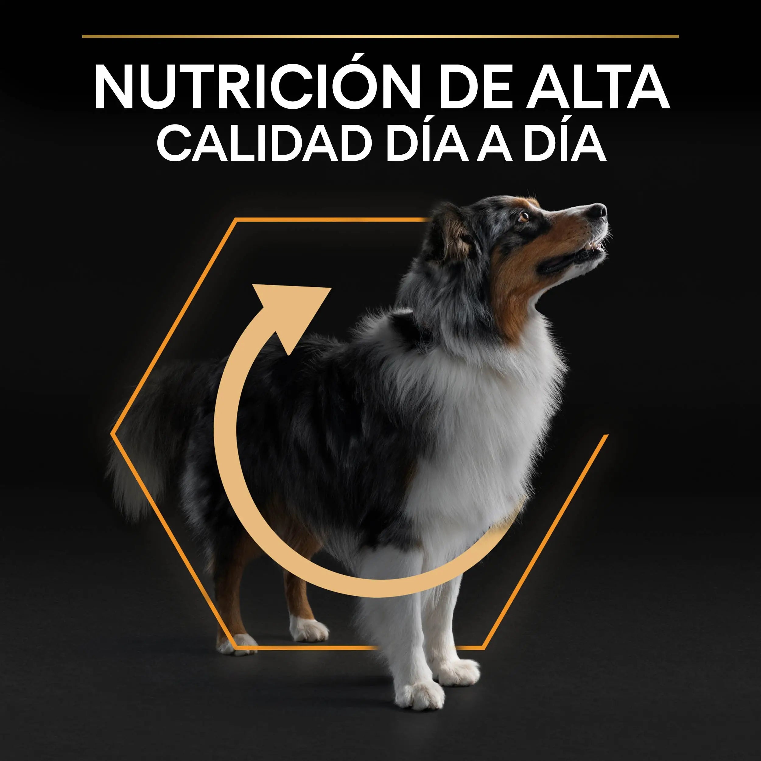Pro Plan Dog Medium Adult Pollo 3 kg PURINA