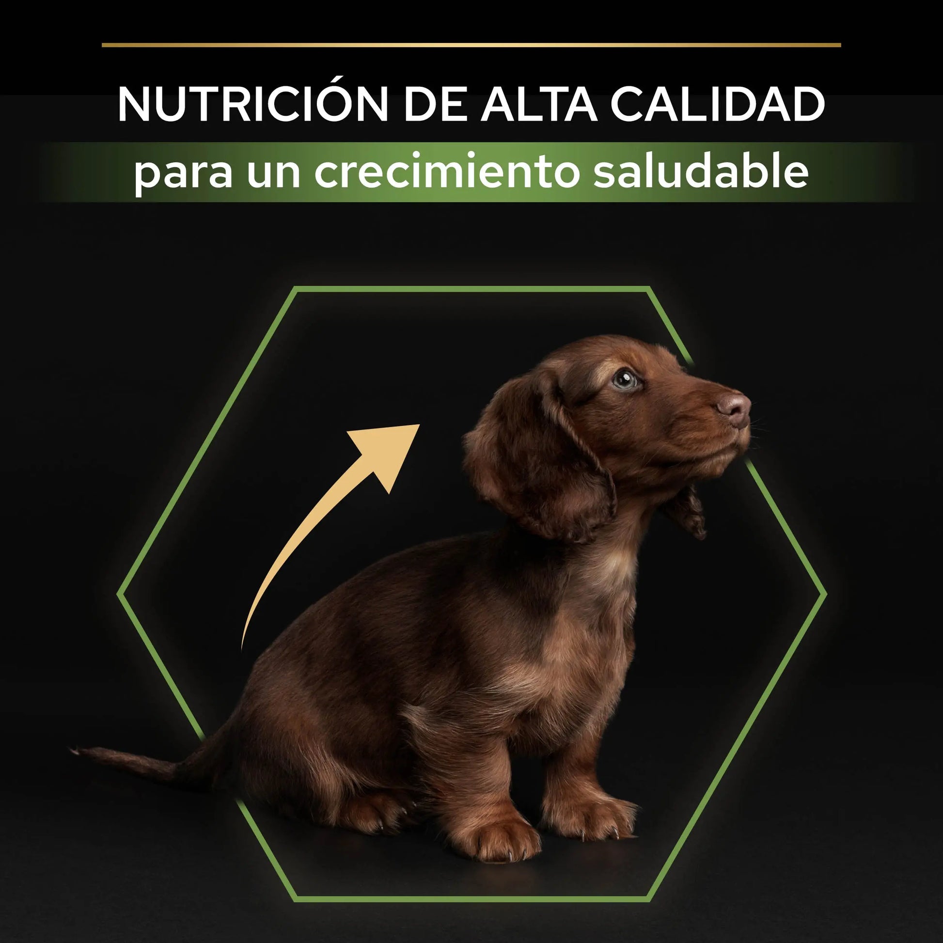 Pro Plan Dog Puppy Small & Mini Healthy Start Pollo Pienso para Cachorros PURINA