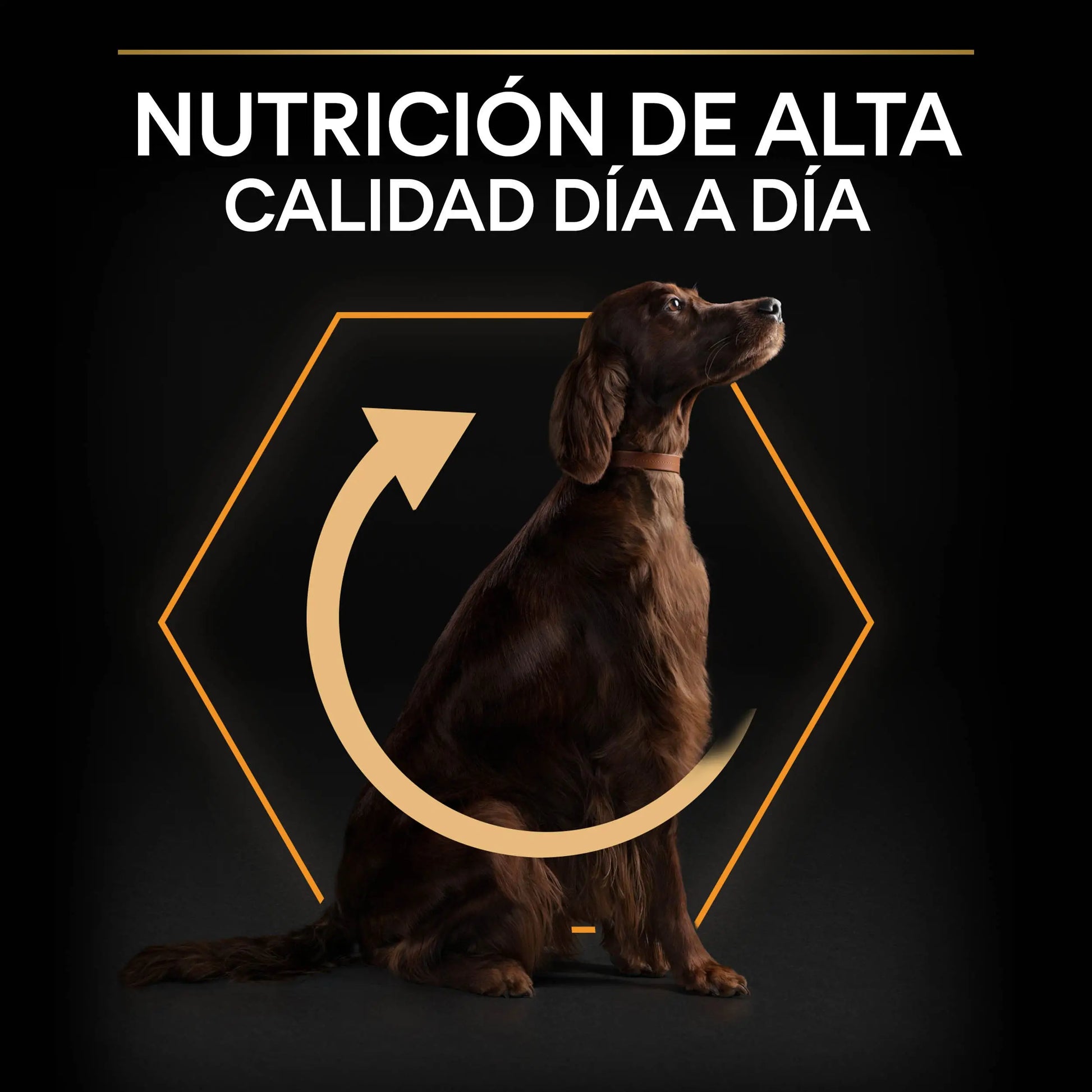 Pro Plan Dog Large Athletic Adult Pollo 14 kg+2,5 kg gratis PURINA