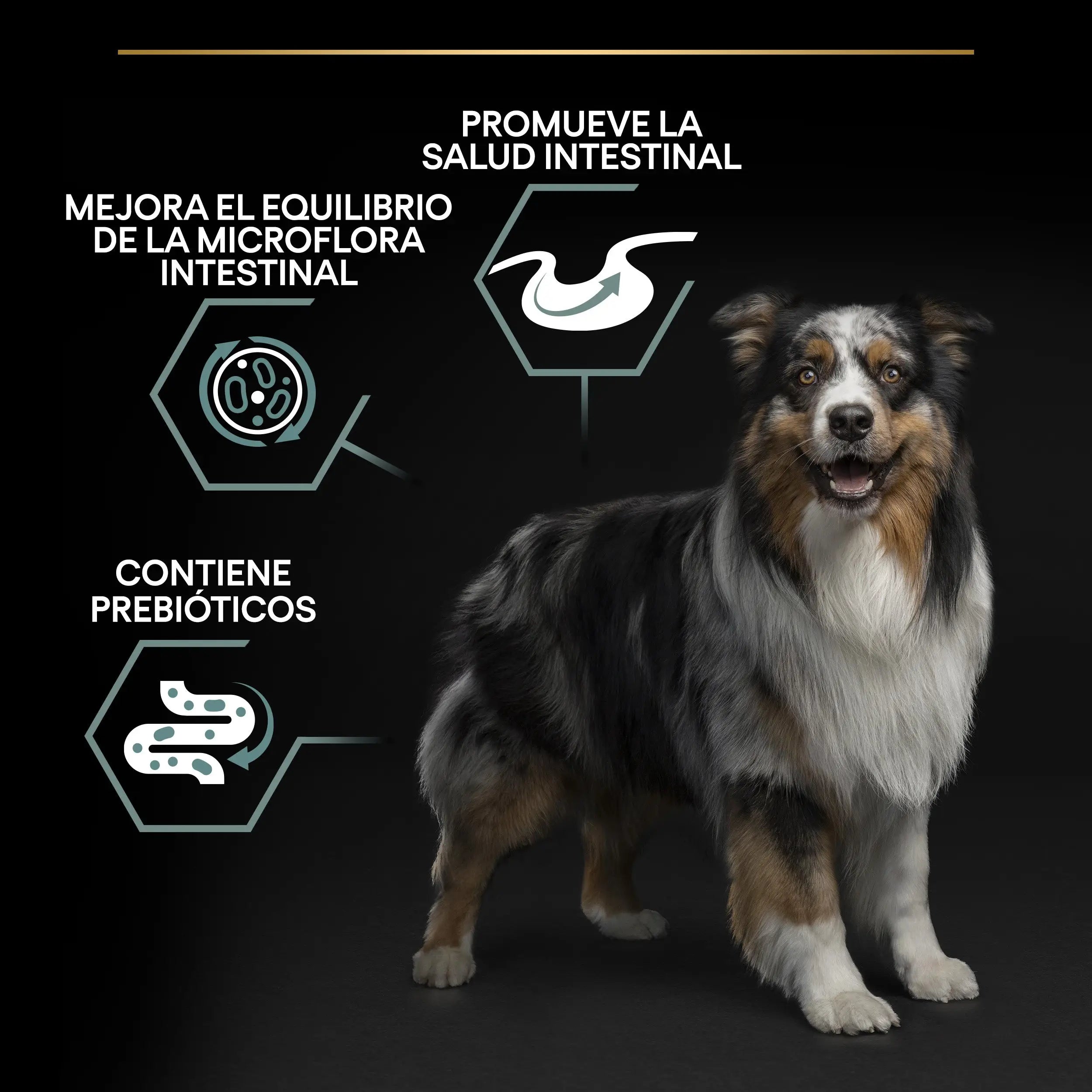 Pro Plan Dog Medium Adult Digest Cordero 3 kg PURINA