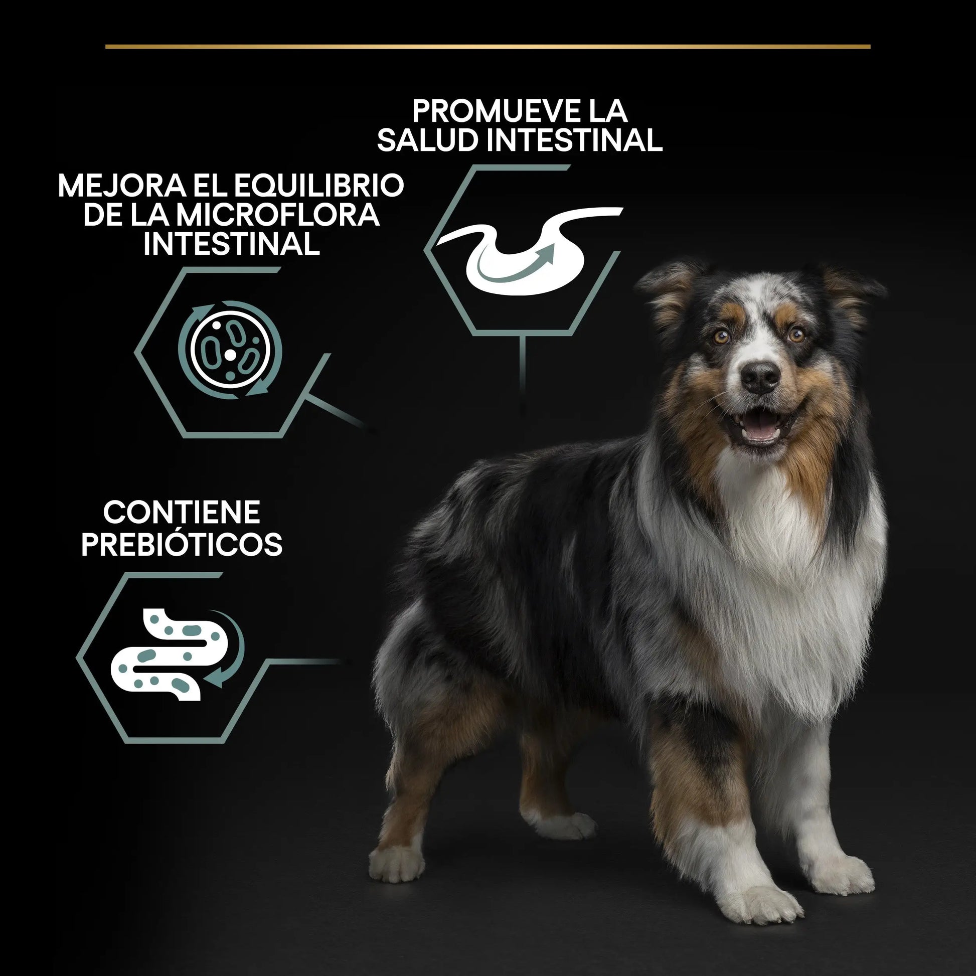 Pro Plan Dog Medium Adult Digest Cordero 3 kg PURINA
