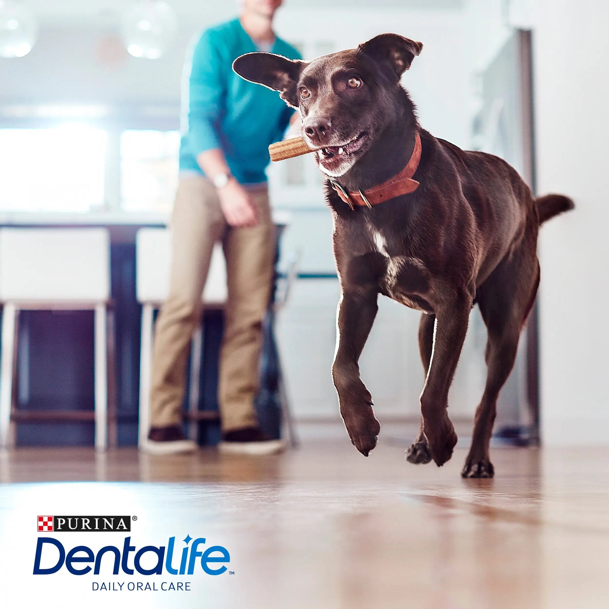 Dentalife Dog Large 4 Sticks DENTALIFE