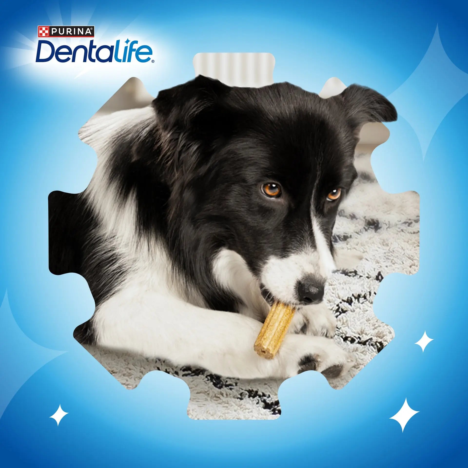 Dentalife Dog Medium 42 Sticks DENTALIFE