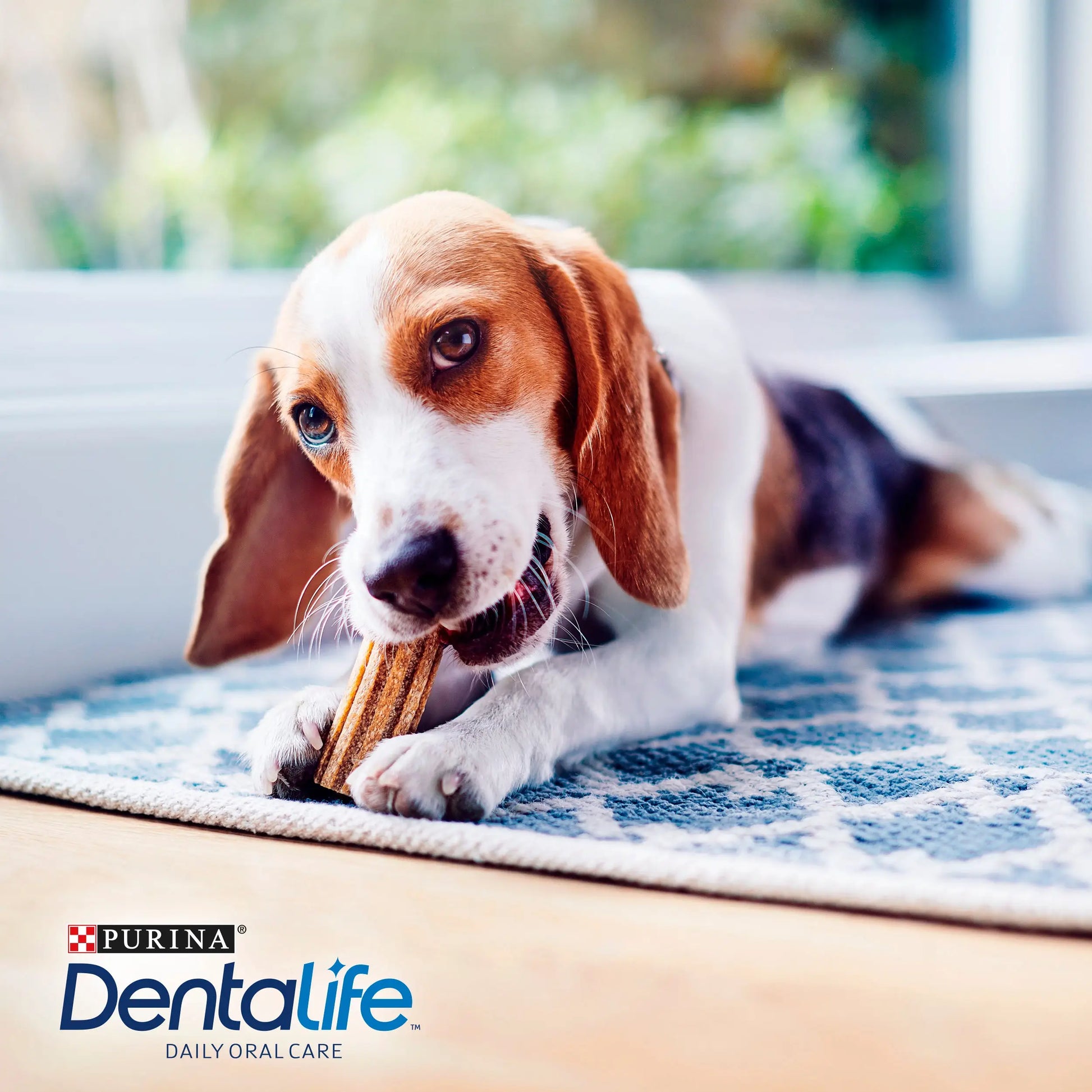 Dentalife Dog Small 54 Sticks DENTALIFE
