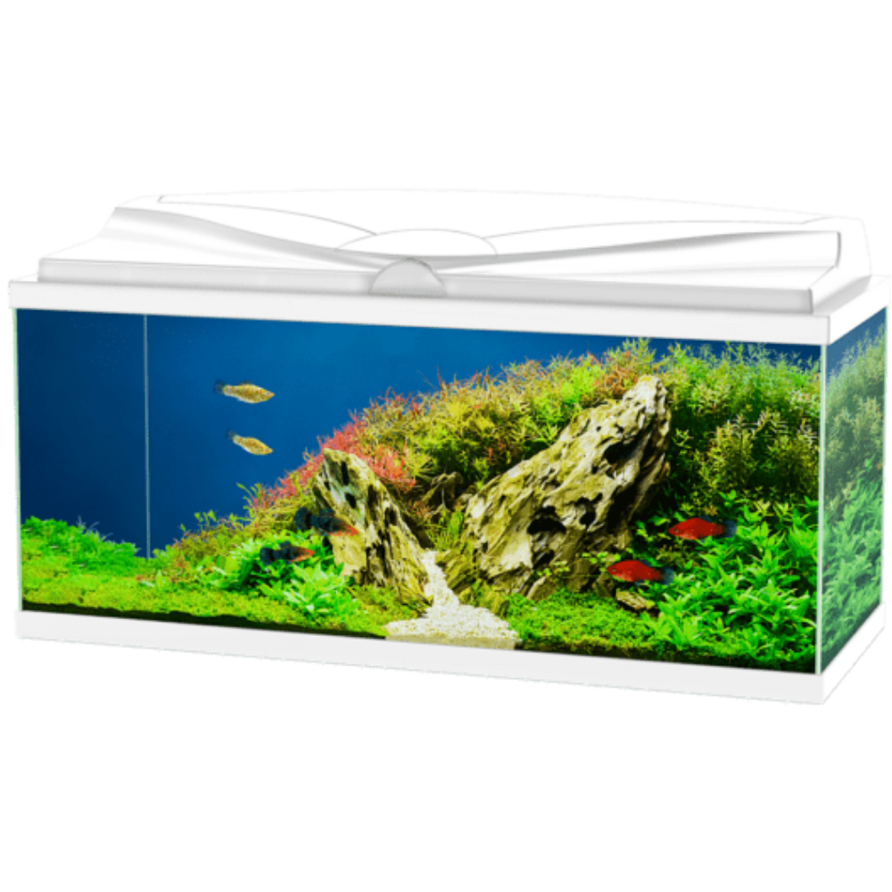 Acuario Aqua 80 Light Ciano 80X30X41,5 cm 71L CIANO Mascotas-Ávila
