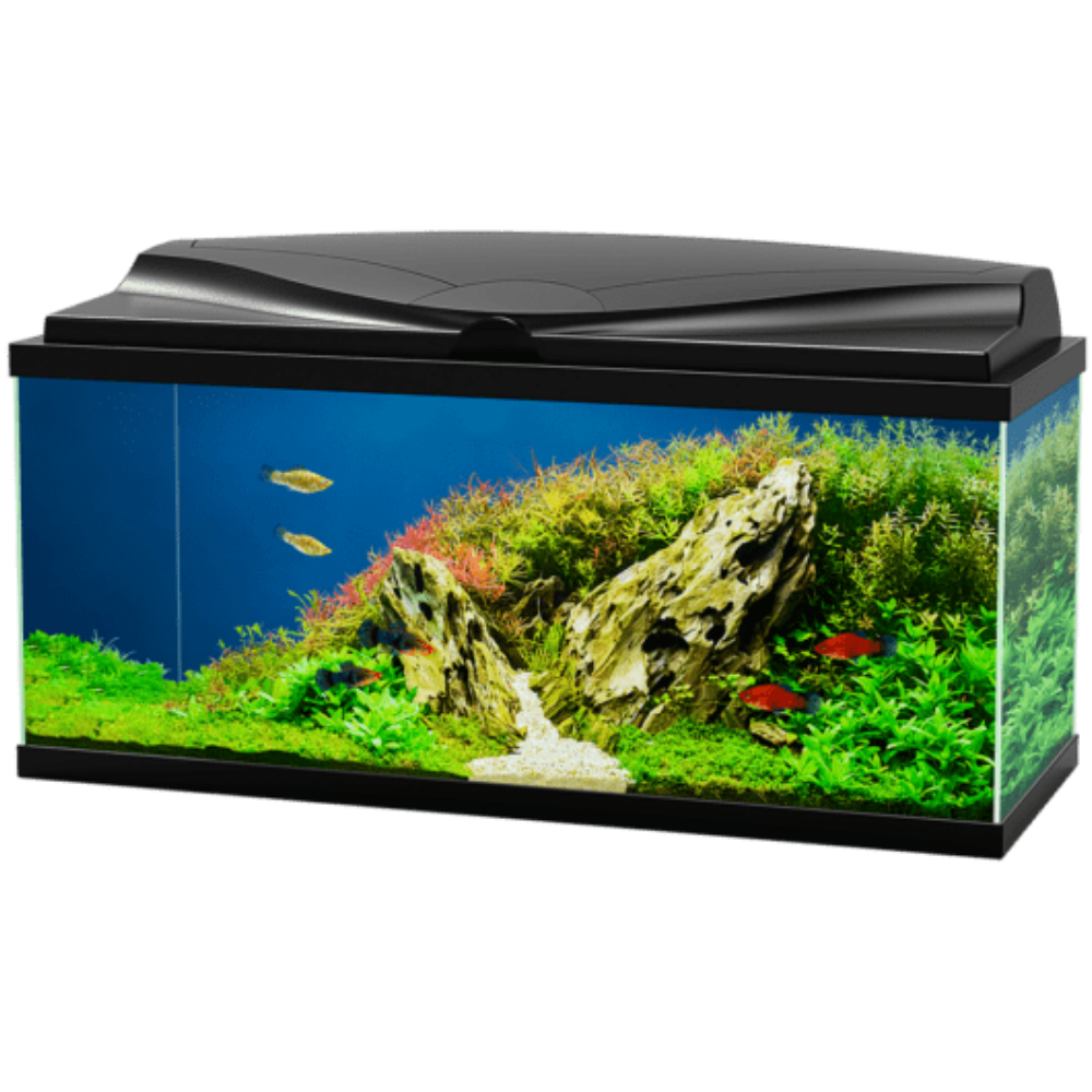 Acuario Aqua 80 Light Negro Ciano 80x30x41,5cm 71L CIANO Mascotas-Ávila