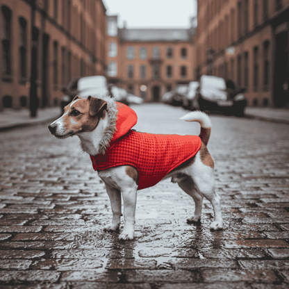 Freedog Abrigo Red Dot Lunares Ropa para Perros FREEDOG Mascotas-Ávila