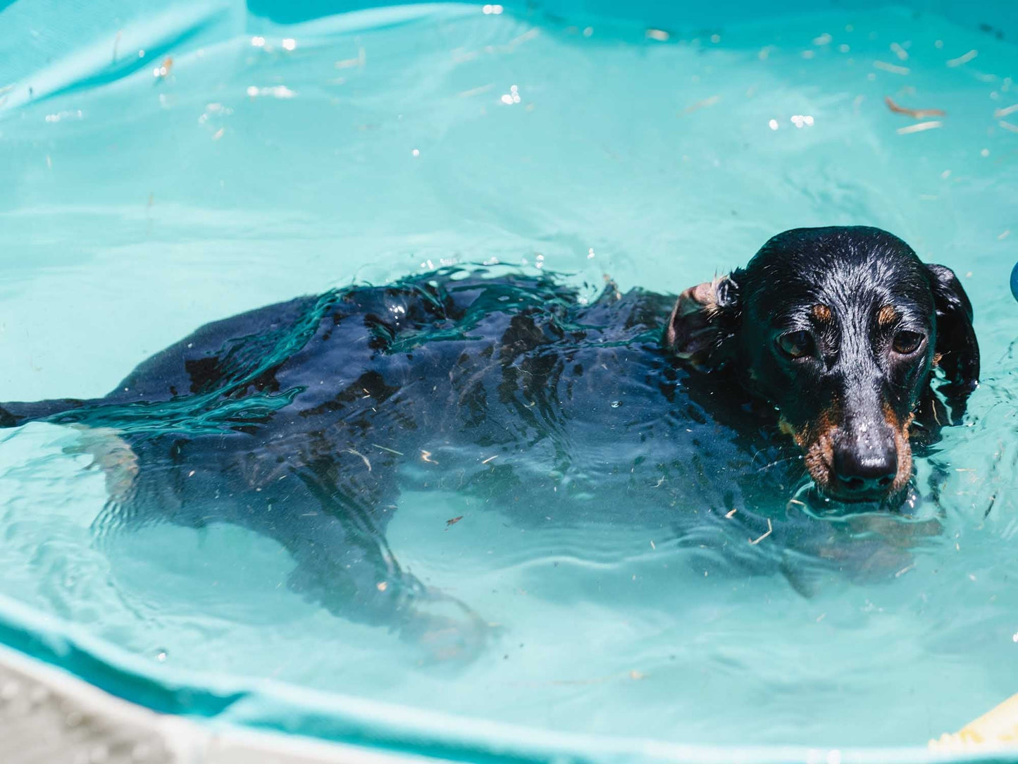 Freedog Piscina Antideslizante para Perros FREEDOG Mascotas-Ávila