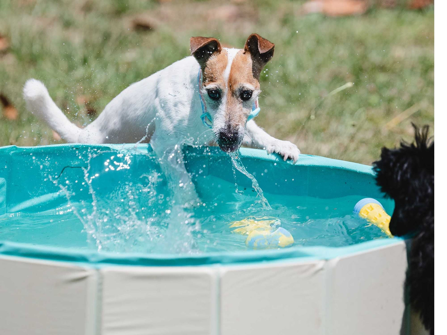 Freedog Piscina Antideslizante para Perros FREEDOG Mascotas-Ávila