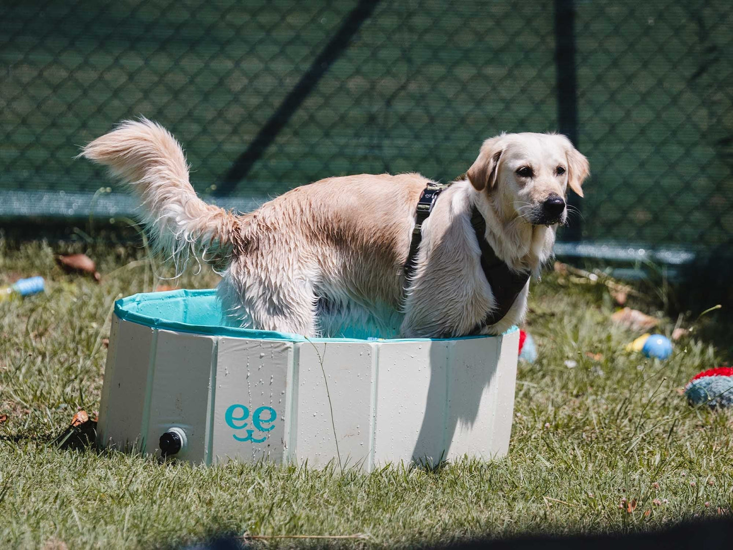 Freedog Piscina Antideslizante para Perros FREEDOG Mascotas-Ávila