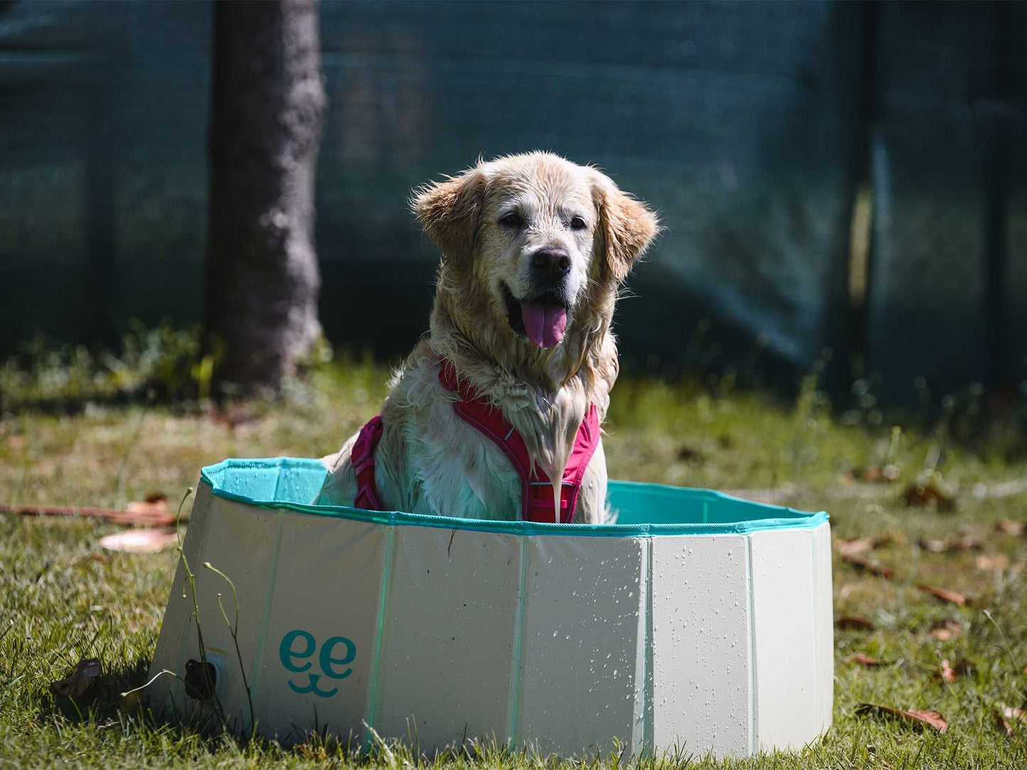 Freedog Piscina Antideslizante para Perros FREEDOG Mascotas-Ávila