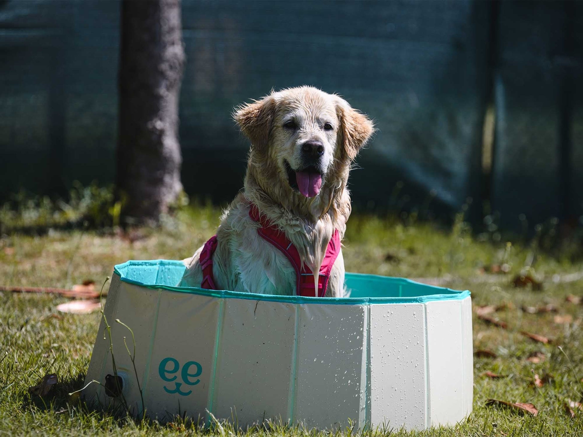Freedog Piscina Antideslizante para Perros FREEDOG Mascotas-Ávila