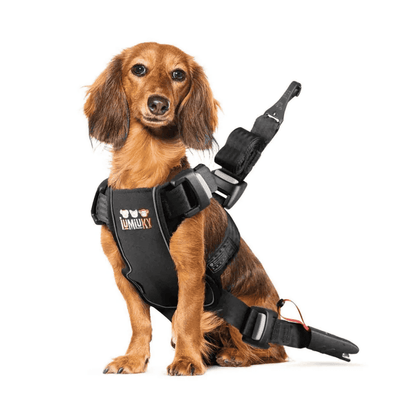 Iumiuky Travel Fix Arnés Pet Coche para Perros IUMIUKY Mascotas-Ávila