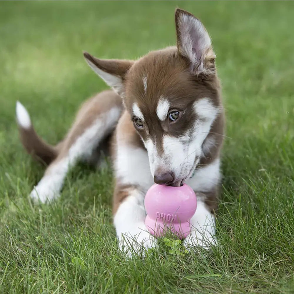Kong Premio Fácil para Cachorros KONG Mascotas-Ávila