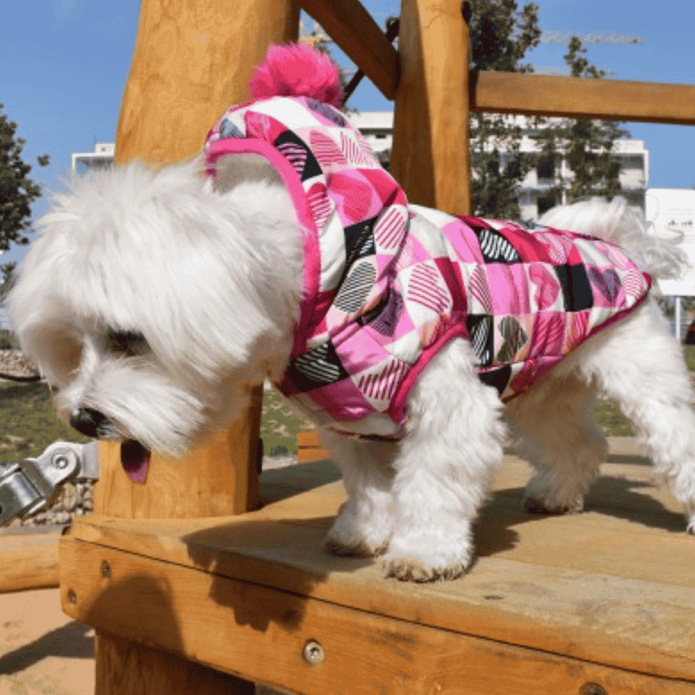 Nayeco Chaqueta con Capucha Love Square Ropa para Perros NAYECO Mascotas-Ávila