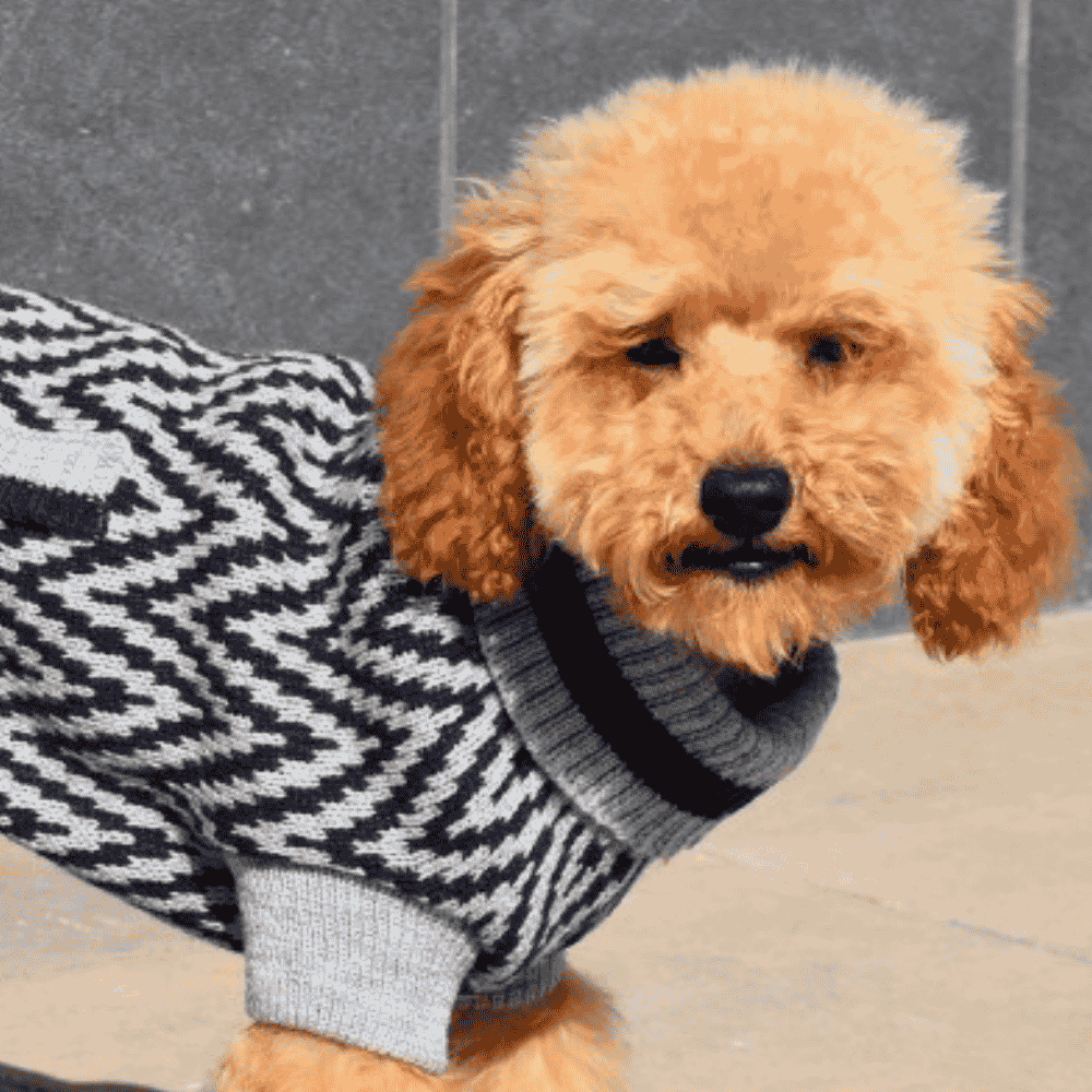 Nayeco Jersey Punto Birmingham Ropa para Perros NAYECO Mascotas-Ávila