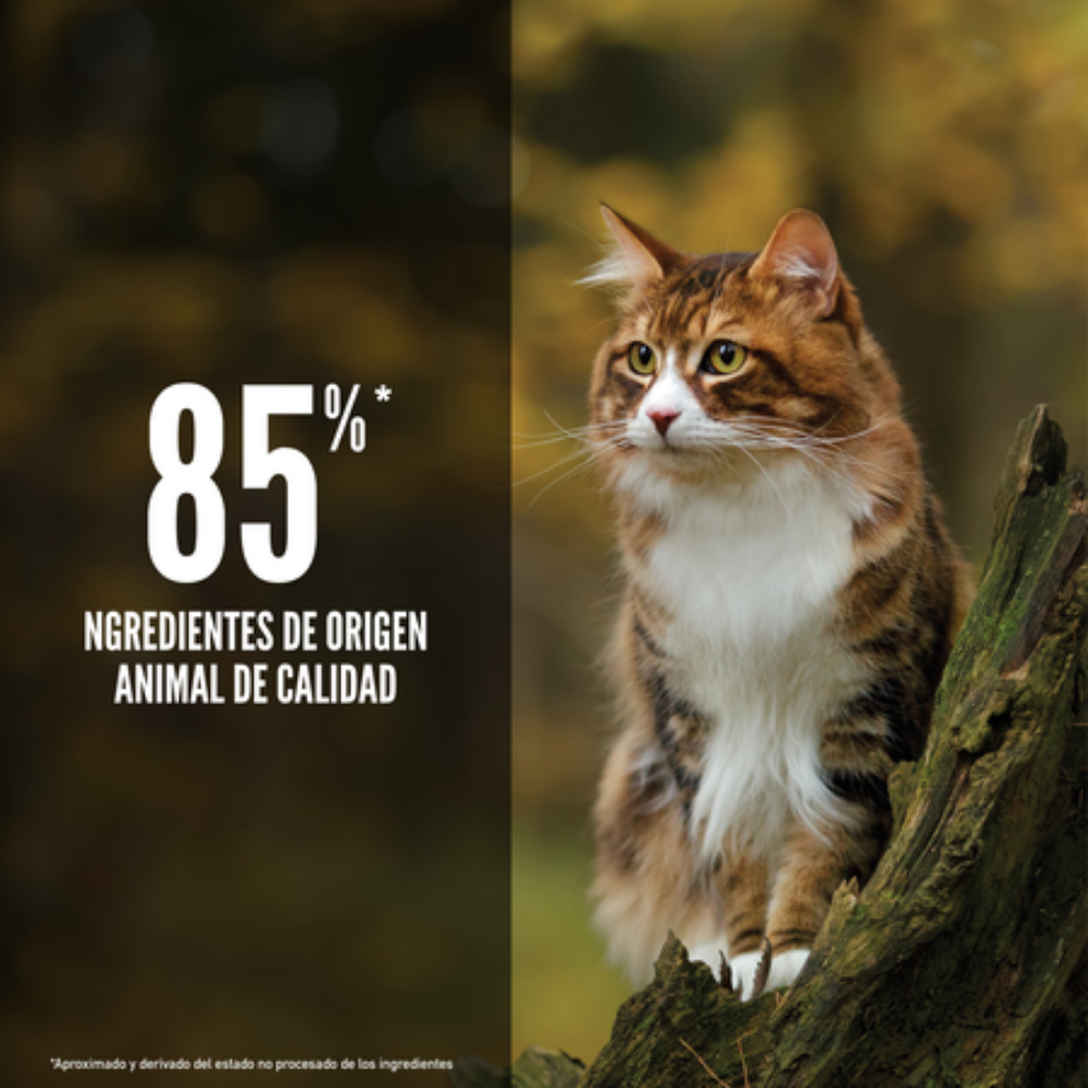 Orijen Cat Regional Red Orijen Mascotas-Ávila