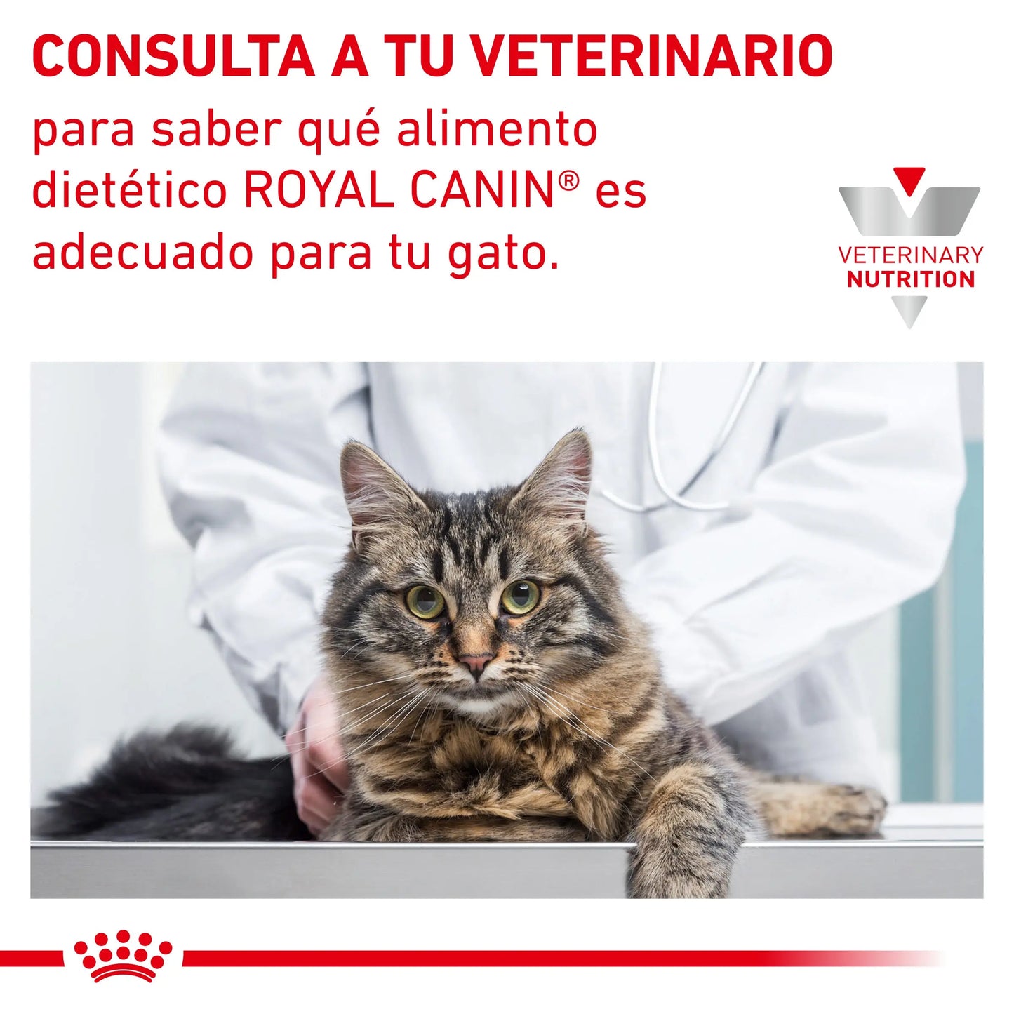 Royal Canin Anallergenic | Pienso para Gatos con Intolerancias y Alergias Alimentarias ROYAL CANIN VET Mascotas-Ávila
