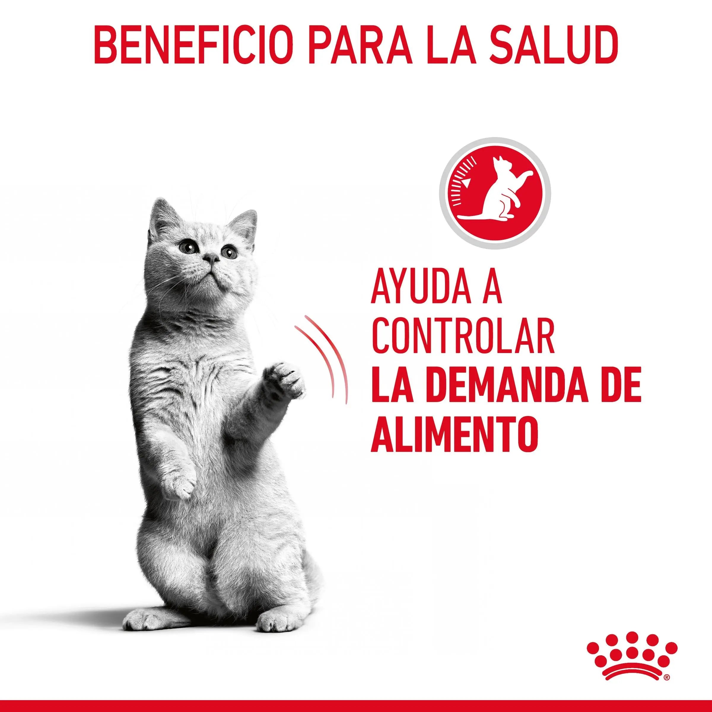 Royal Canin Appetite Control Finas Láminas en Salsa 85 g Comida Húmeda para Gatos ROYAL CANIN Mascotas-Ávila