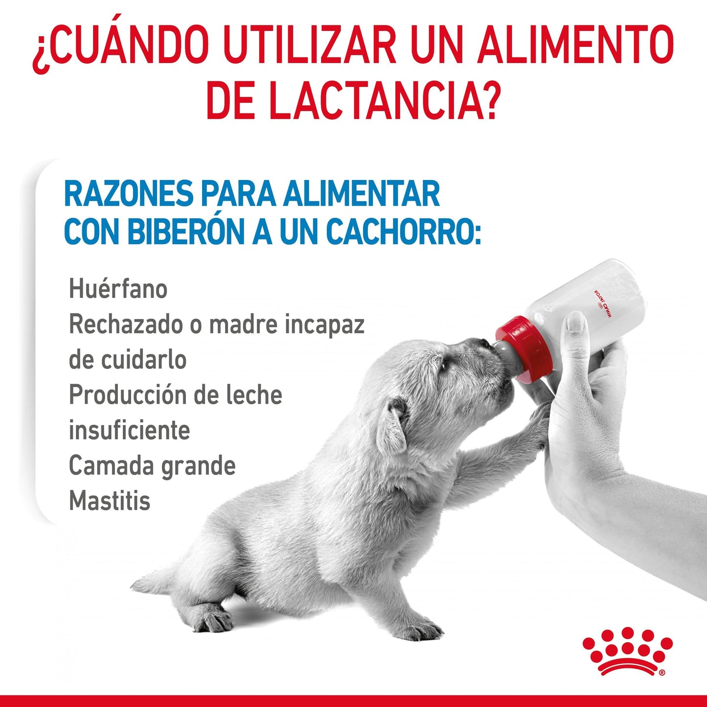 Royal Canin Babydog Milk Leche en Polvo para Cachorros ROYAL CANIN Mascotas-Ávila