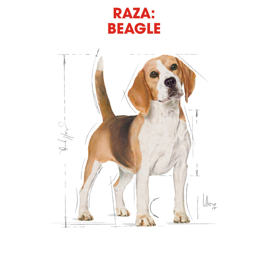 Royal Canin Beagle, Adulto ROYAL CANIN Mascotas-Ávila
