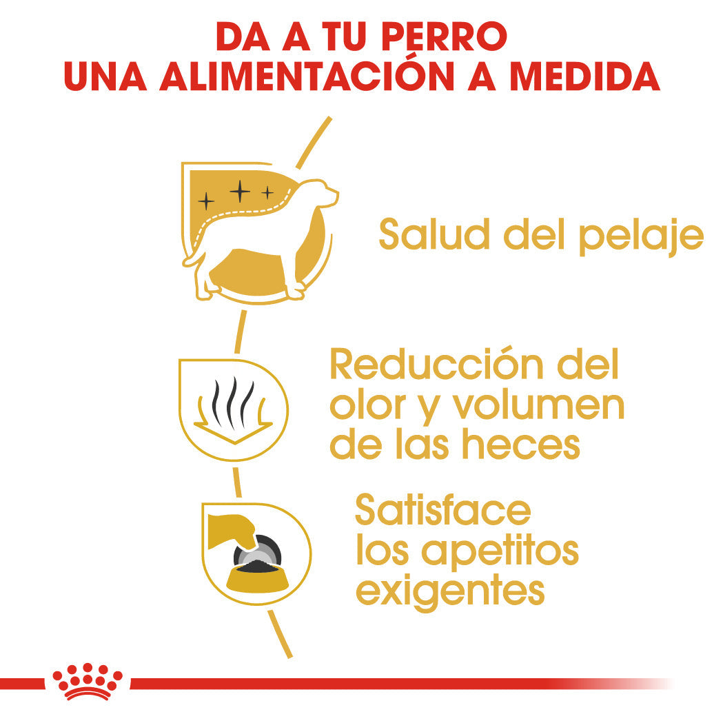 Royal Canin Bichón Maltés Pienso para Perros Adultos de Raza ROYAL CANIN Mascotas-Ávila