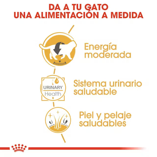 Royal Canin British Shorthair Sobre Paté Húmedo para Gatos ROYAL CANIN Mascotas-Ávila