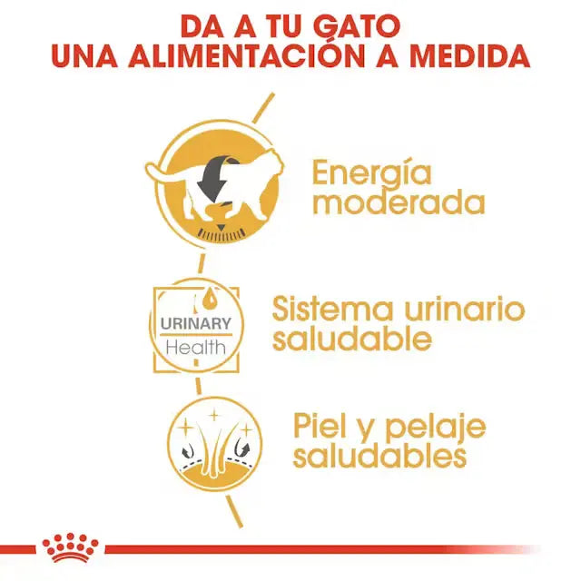 Royal Canin British Shorthair Sobre Paté Húmedo para Gatos ROYAL CANIN Mascotas-Ávila