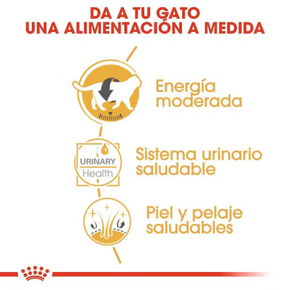 Royal Canin British Shorthair Sobre Paté Húmedo para Gatos ROYAL CANIN Mascotas-Ávila