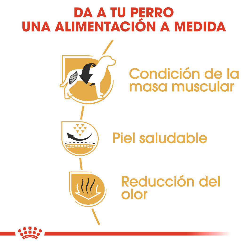 Royal Canin Bulldog Francés Pienso para Perros Adultos de Raza ROYAL CANIN Mascotas-Ávila