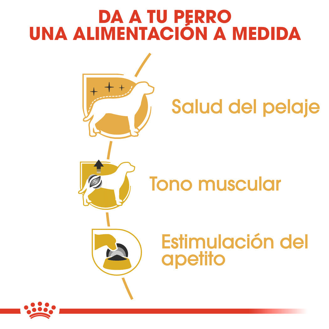 Royal Canin Caniche Poodle Paté Adulto 85 g Comida Húmeda para Perros ROYAL CANIN Mascotas-Ávila