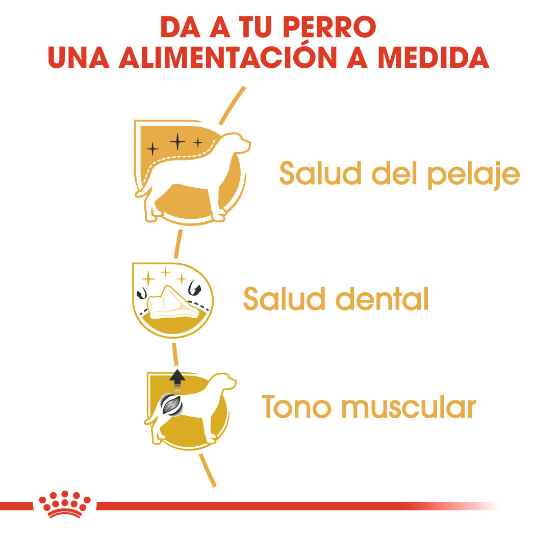 Royal Canin Caniche Poodle Pienso para Perros de Raza ROYAL CANIN Mascotas-Ávila