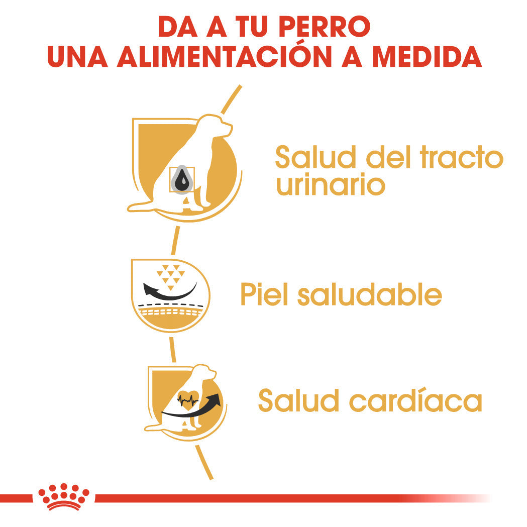 Royal Canin Dálmata Pienso para Perros Adultos de Raza ROYAL CANIN Mascotas-Ávila