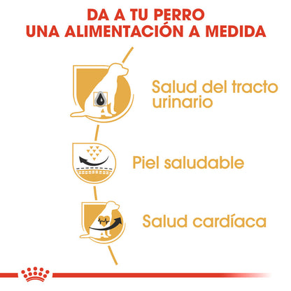 Royal Canin Dálmata Pienso para Perros Adultos de Raza ROYAL CANIN Mascotas-Ávila