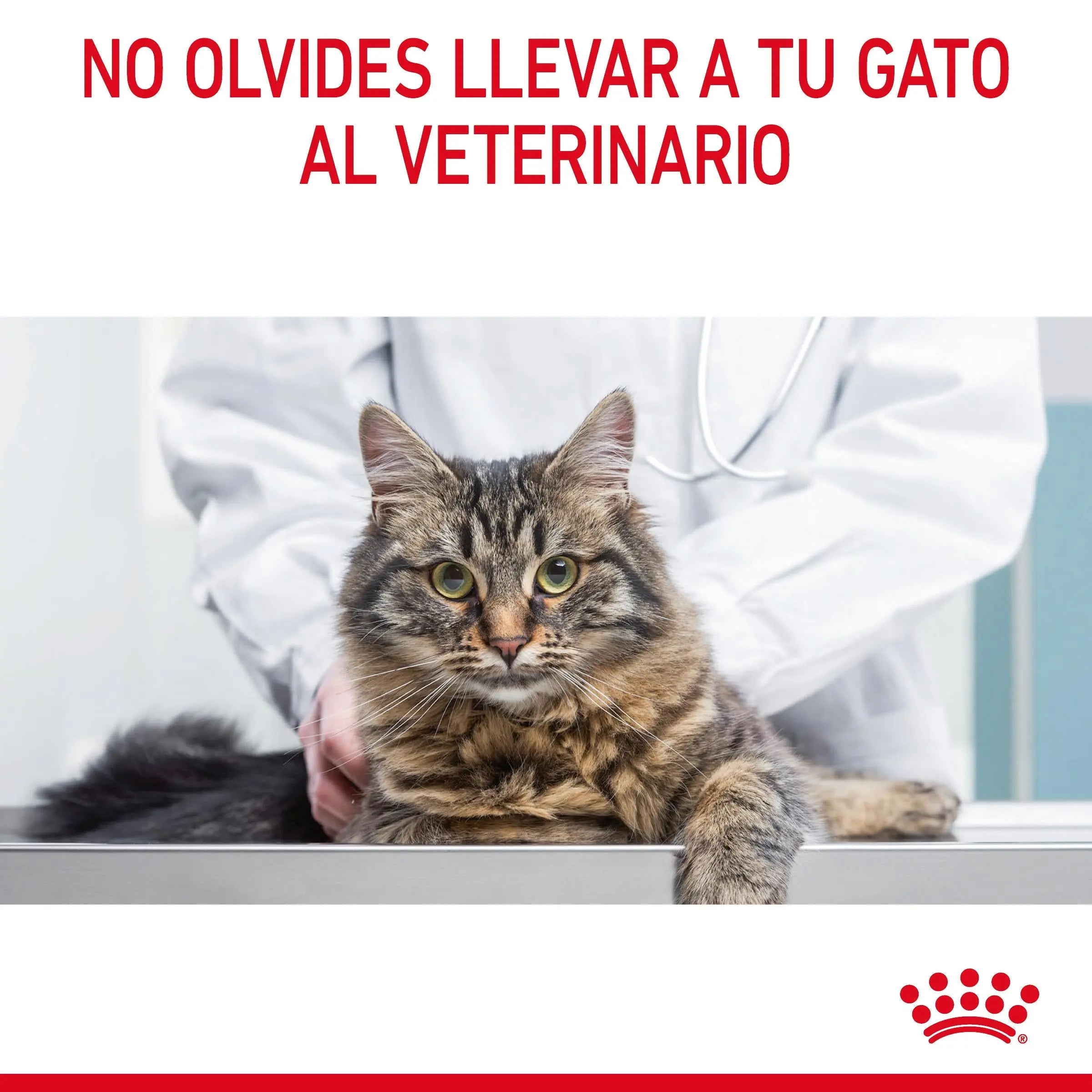Royal Canin Digestive Care Pienso para Gatos ROYAL CANIN Mascotas-Ávila
