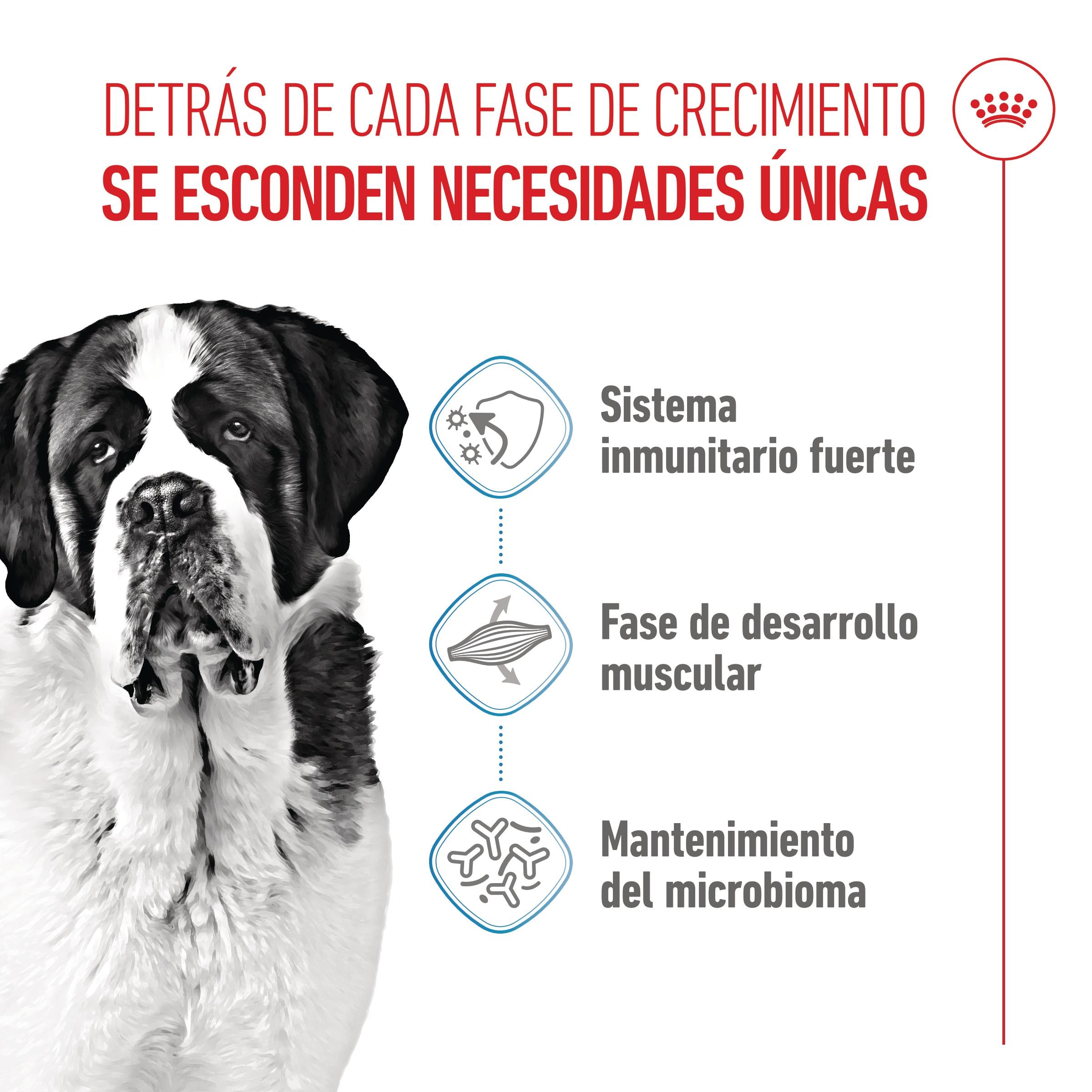 Royal Canin Giant Junior Pienso para Cachorros de Raza Grande ROYAL CANIN Mascotas-Ávila