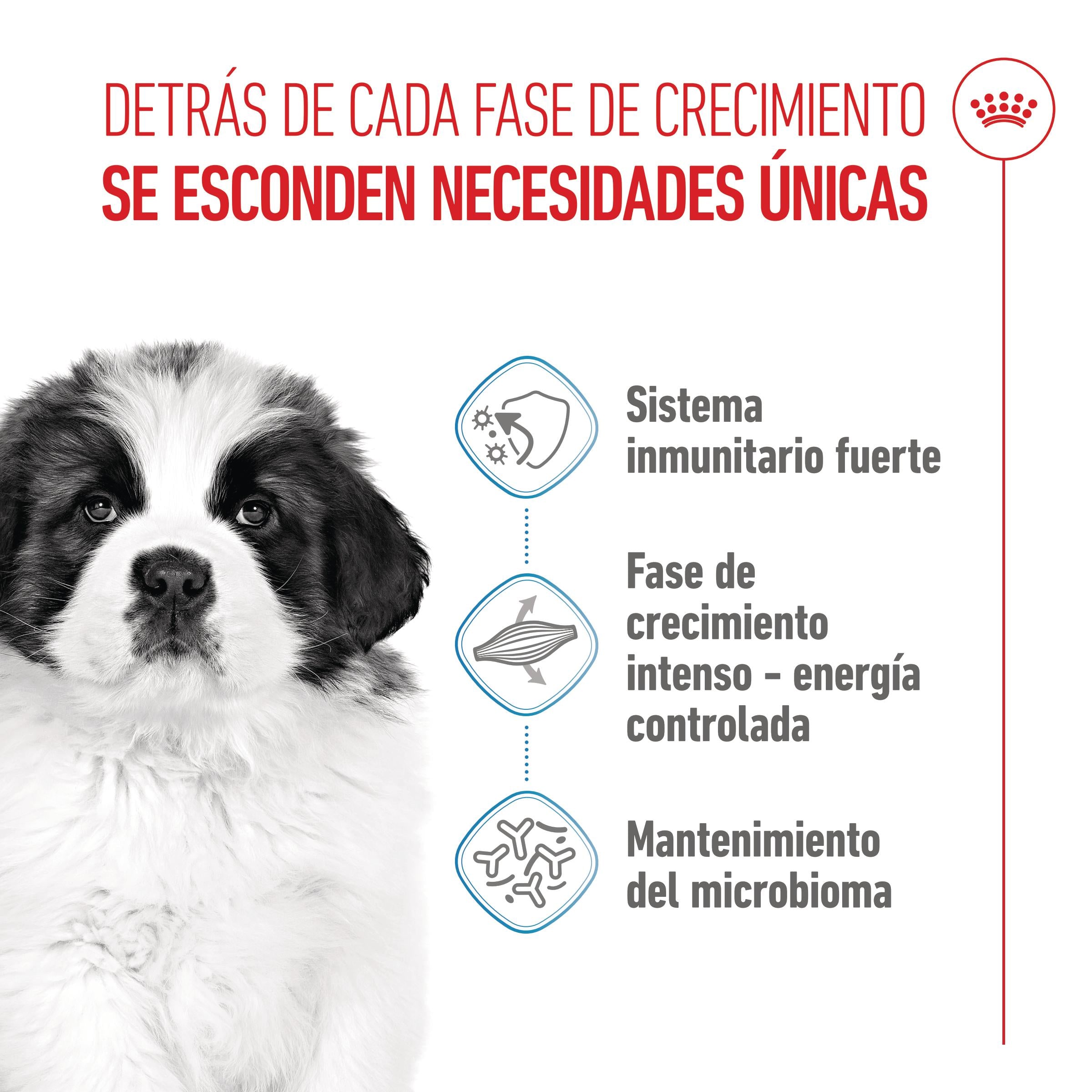 Royal Canin Giant Puppy Pienso para Cachorros de Raza Grande ROYAL CANIN Mascotas-Ávila