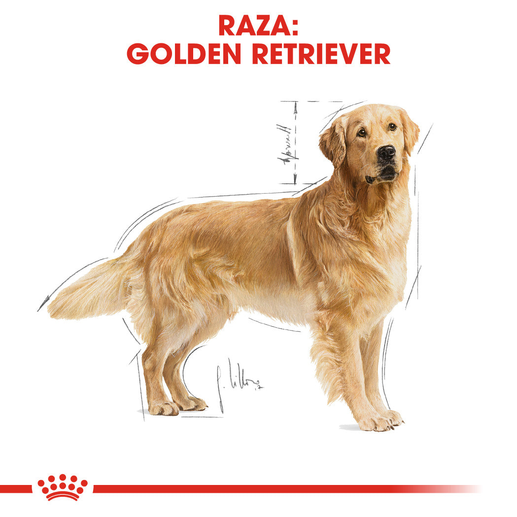 Royal Canin Golden Retriever Pienso para Perros de Raza ROYAL CANIN Mascotas-Ávila
