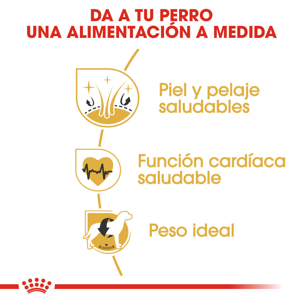 Royal Canin Golden Retriever Pienso para Perros de Raza ROYAL CANIN Mascotas-Ávila